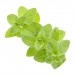 Marjoram E/O: Vital Herb